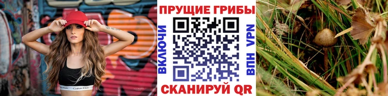 наркотики  Кашин  Галлюциногенные грибы MAGIC MUSHROOMS 